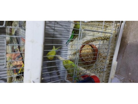 Tam alıştırmalık konuşturmalık muhabbet kuşu