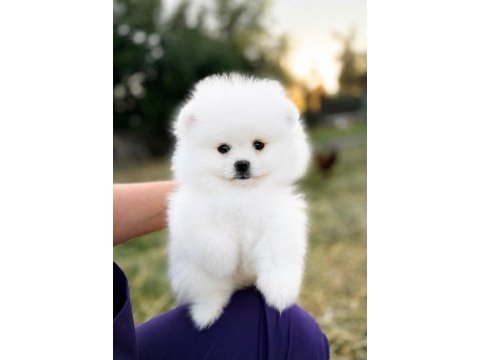 Sağlık ve ırk garantili pomeranianlar