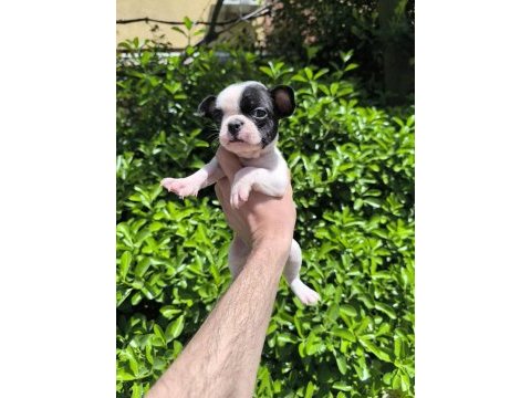 Çok sevimli ve oyuncu french bulldog yavrularım