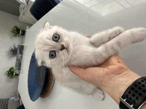 Scottish fold kedimize sevgi ile büyütecek aile arıyoruz