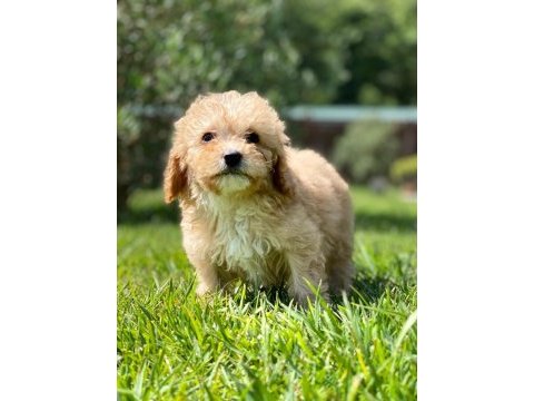 İpeksi tüylü neşe küpü maltipoo yavruları