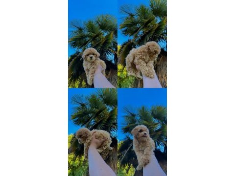 Orjinal mis turkey maltipoo yavrular yeni yuvalarına hazır