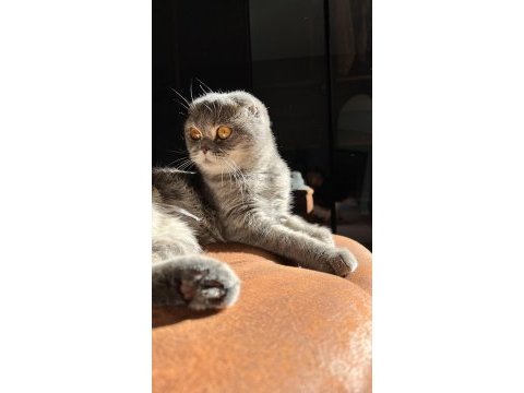 Scottish fold sağlık sebeplerinden dolayı sahiplendiriyorum