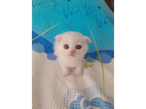 50 günlük scottish fold yavruları