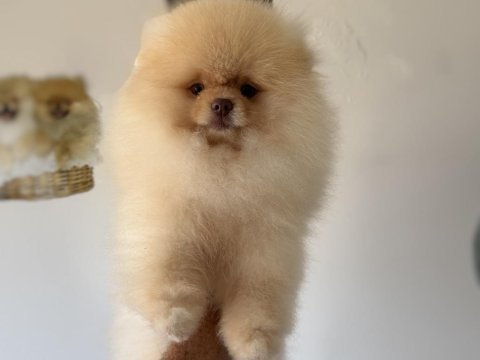 Fcı export sçr belgeli pomeranian boo yavrumuz