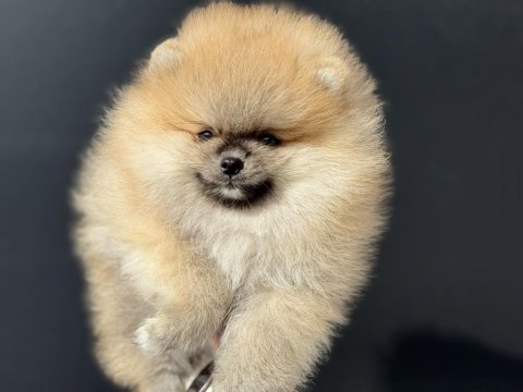 Tea cup sçr li pomeranian yavrular petmode den