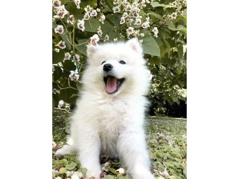 Karbeyez samoyed yavrularımız