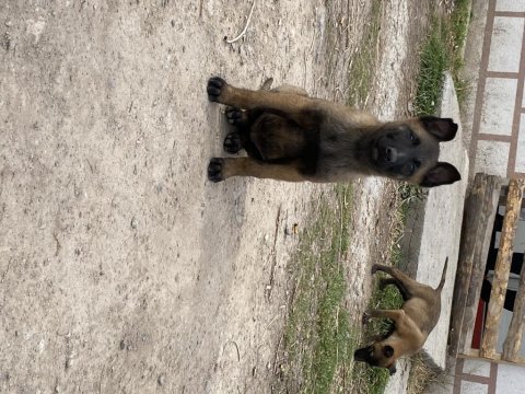 Belçika malinois