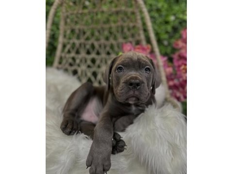 Cane corso kapıda ödemeli çiftlik kredi kartı geçer