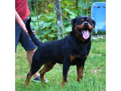 Şecereli şampiyon rottweiler yavrular