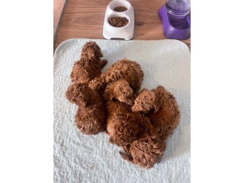 Efsane poodle yavrularımız
