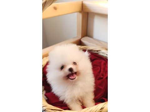Pomeranian boo bebekler kalitenin adresı