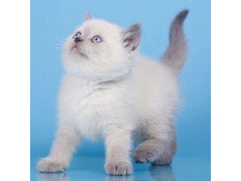 British shorthair yavruları