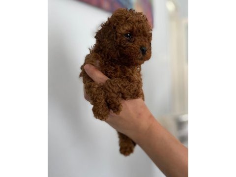 Maltipoo sevimli patiler orijinal ev doğumlu