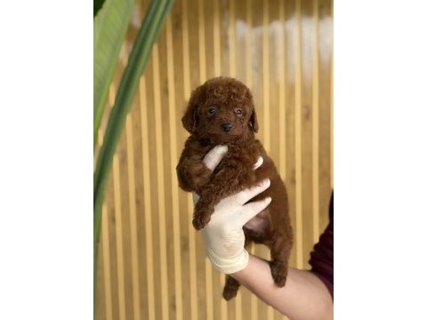 Referans yavru poodle
