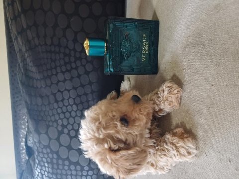 Bir avuç maltipoo mutluluk