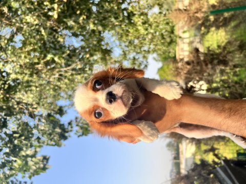 Cavalier yavrularımız bursa türkiye tüm iller