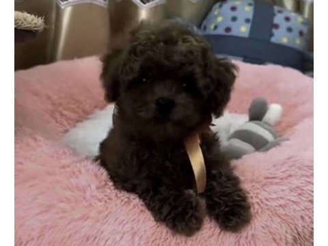 Yavru toy poodle