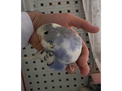 Mutasyon renk güzeli muhabbet kuşu yavrular