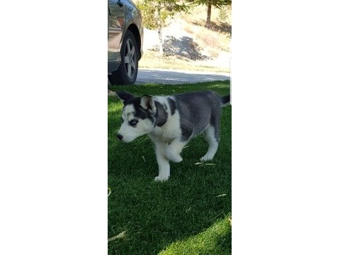 Maviş gözlü safkan husky minikler