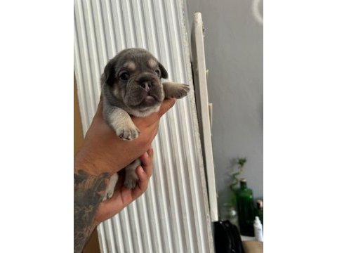 Egzotik french bulldog yavrularımız rezerve açılmıştır