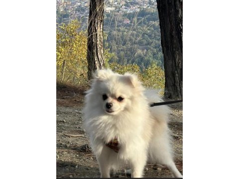 1.5 yaşında eğitimli pomeranian kızımız