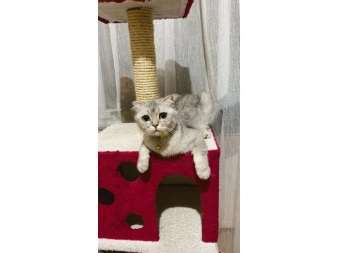 Scottish fold