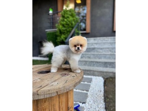 Göz kamaştıran kar beyaz ayı surat pomeranian minnoşlar