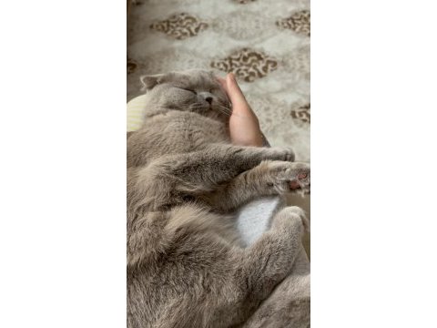 1.5 yaşında kısırlaştırılmış british shorthair