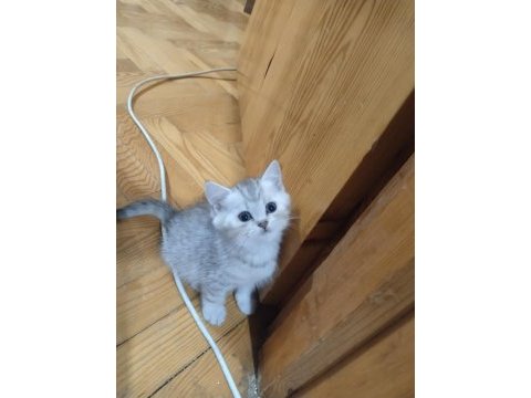 Safkan british shorthair yavrular