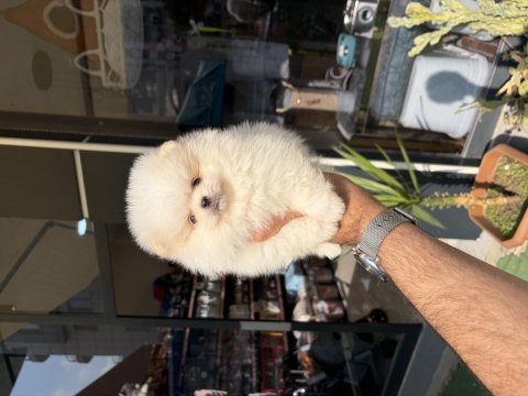 Ukrayna doğumlu pomeranian yavrular