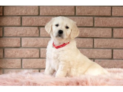 Golden retriever yavrular için ulaşabilirsiniz