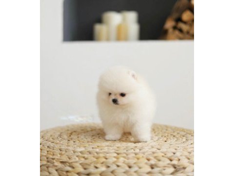 Daha iyisi yok kar beyaz ayı surat pomeranian boo!