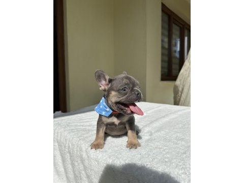 French bulldog ( ırk garantili )