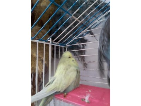 Limon-duman muhabbet kuşu çifti