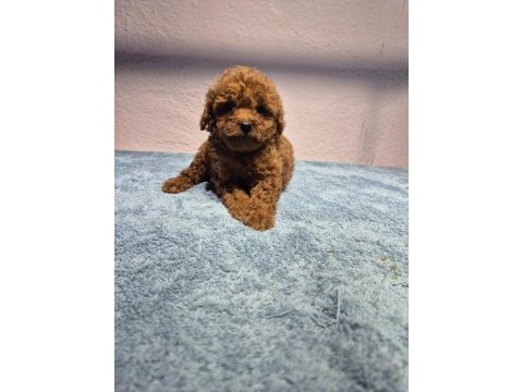 Poodle yavrularımız teslime hazır