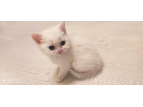 British longhair saf ırk 1 erkek ve 1 dişi