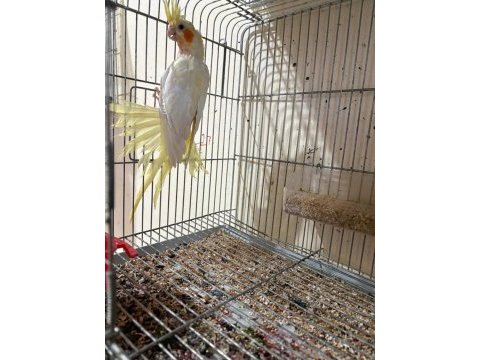 5 yavrulu kusursuz lutino takım sultanlar