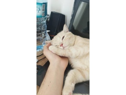 British shorthair hazır