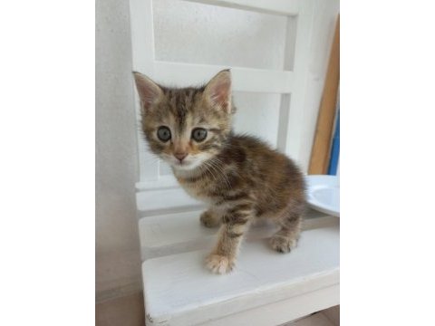 Yavru kedilere yuva arıyorum