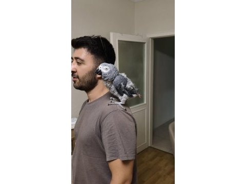 50 kelime konuşan jako papağanı