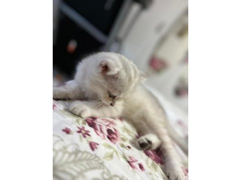 Evcil british longhair 3 aylık