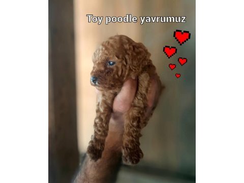 Toy poodle yavrularımız daha güzeli yok