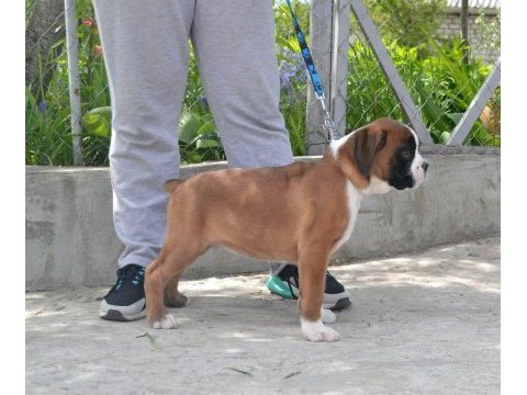 Fci şecereli boxer