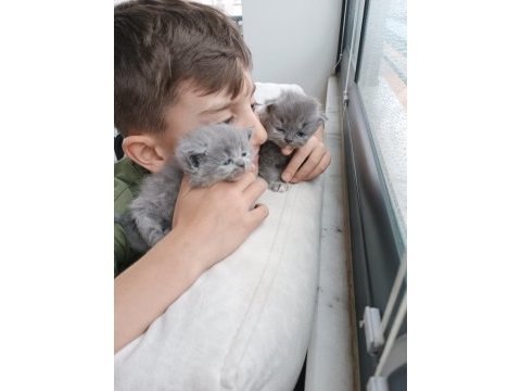 Yavrularımız scottish fold