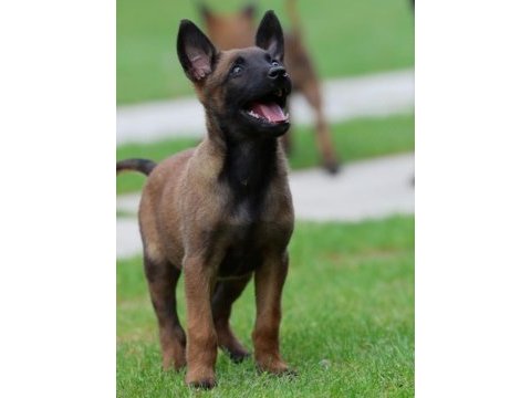 Belçika malinois yavruları 