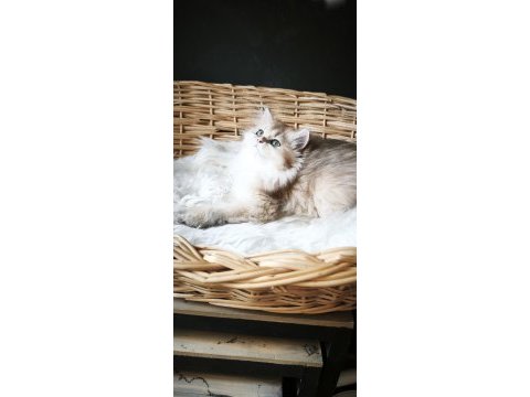 Ny25 dişi british longhair