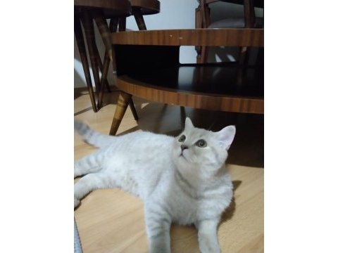 British shorthair yavrumuz yeni yuvasını arıyor