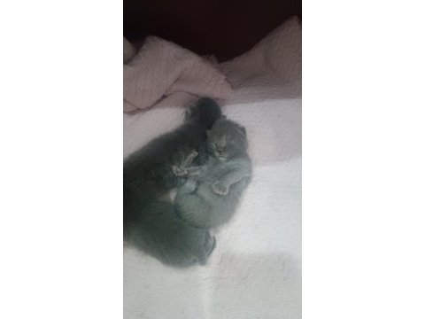 14 şubat doğumlu british shorthair yavrularımız