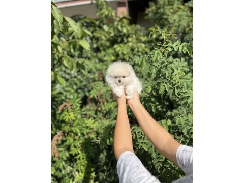 Pomeranian boo bebekler